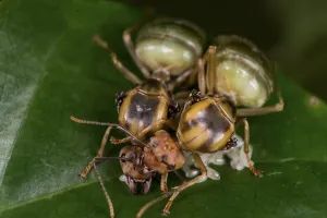 Two Asian weaver ants (Oecophylla smaragdina), queens founding a new nest, tending to eggs, West Bengal, India Two Asian weaver ants (Oecophylla smaragdina), queens founding a new nest, tending to eggs, West Bengal, India