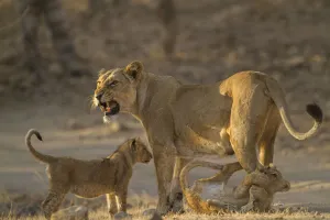 Asiatic lion (Panthera leo persica), female and cubs in morning light, cub biting mothers leg Asiatic lion (Panthera leo persica), female and cubs in morning light, cub biting mothers leg