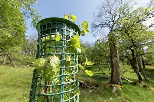 Deciduous Tree Conservation Prints: Aspen (Populus tremula) sapling in tree guard to protect from browsing