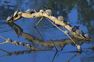 Assam roofed turtle (Kachuga sylhetensis) fourteen basking on log, Kaziranga National Park Assam roofed turtle (Kachuga sylhetensis) fourteen basking on log, Kaziranga National Park