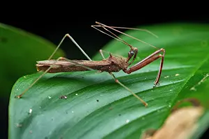Central America Wildlife Images Prints: Assassin bug (Heza sp.) resting on a leaf, Tinamaste, Costa Rica