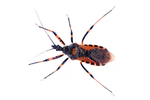 Assassin bug (Rhynocorus iracundus) Fliess, Naturpark Kaunergrat, Tirol, Austria Assassin bug (Rhynocorus iracundus) Fliess, Naturpark Kaunergrat, Tirol, Austria