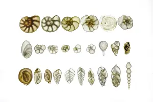 Light Microscopy Images Prints: Assorted Foraminifera arranged on a microscope slide, focus-stacked light micrograph