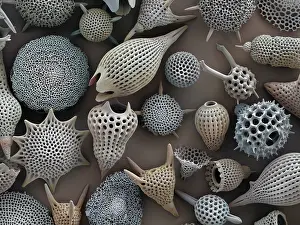 Scanning Electron Micrograph Prints: Assorted radiolaria, false-coloured scanning electron micrograph