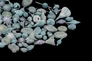 Scanning Electron Micrograph Prints: Assorted radiolaria, false-coloured scanning electron micrograph