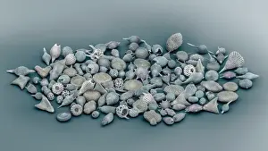 Scanning Electron Micrograph Prints: Assorted radiolaria, false-coloured scanning electron micrograph