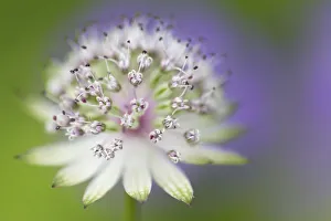 Astrantia (Astrantia major), Nordtirol, Austrian Alps. June Astrantia (Astrantia major), Nordtirol, Austrian Alps. June