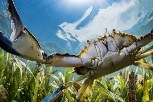 Atlantic blue crab (Callinectes sapidus) hunting in Turtlegrass (Thalassia testudinum Atlantic blue crab (Callinectes sapidus) hunting in Turtlegrass (Thalassia testudinum