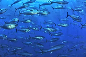 Colours/blue/atlantic bluefin tuna thunnus thynnus tuna farm Colours/blue/atlantic bluefin tuna thunnus thynnus tuna farm