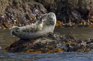 Atlantic grey seal (Halichoerus grypus) hauled out on rocks at the Cairns of Coll Atlantic grey seal (Halichoerus grypus) hauled out on rocks at the Cairns of Coll
