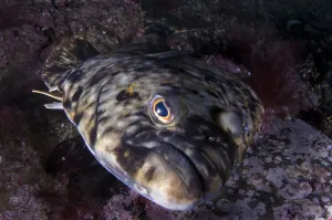 Atlantic halibut (Hippoglossus hippoglossus) portrait, Saltstraumen, Bod, Norway Atlantic halibut (Hippoglossus hippoglossus) portrait, Saltstraumen, Bod, Norway