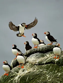 Atlantic Puffin (Fratercula arctica) one landing among resting group, Sule Skerry Atlantic Puffin (Fratercula arctica) one landing among resting group, Sule Skerry