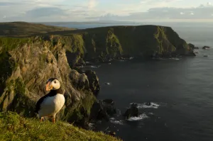 Atlantic Puffin (Fratercula arctica) resting on cliff edge, Skomer Island, Wales Atlantic Puffin (Fratercula arctica) resting on cliff edge, Skomer Island, Wales