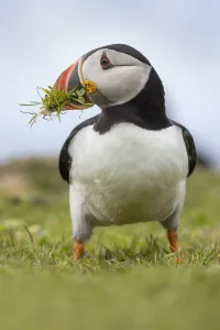 Atlantic puffin (Fratercula arctica) gathering grass for its nest. Isle of Lunga Atlantic puffin (Fratercula arctica) gathering grass for its nest. Isle of Lunga