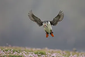 Atlantic puffin (Fratercula arctica) landing with sand eels in beak, Fair Isle, Shetland Atlantic puffin (Fratercula arctica) landing with sand eels in beak, Fair Isle, Shetland