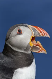 Atlantic puffin (Fratercula arctica) portrait with beak open/calling. Shetland Islands Atlantic puffin (Fratercula arctica) portrait with beak open/calling. Shetland Islands