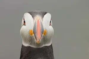 Atlantic puffin (Fratercula arctica) close up of head, Fair Isle, Shetland, Scotland Atlantic puffin (Fratercula arctica) close up of head, Fair Isle, Shetland, Scotland