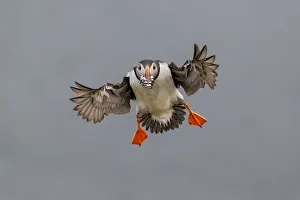 Atlantic Puffin (Fratercula arctica) in flight, coming into land with beak full of sand Atlantic Puffin (Fratercula arctica) in flight, coming into land with beak full of sand
