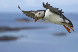 Atlantic puffin (Fratercula arctica) in flight, Isle of Lunga, Treshnish Isles, Scotland Atlantic puffin (Fratercula arctica) in flight, Isle of Lunga, Treshnish Isles, Scotland