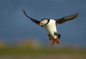 Atlantic Puffin (Fratercula arctica) in flight, Fair Isle, Shetland Isles, Scotland Atlantic Puffin (Fratercula arctica) in flight, Fair Isle, Shetland Isles, Scotland
