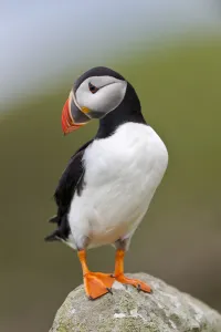 Atlantic puffin (Fratercula arctica) perched on rock, Isle of Lunga, Treshnish Isles, Isle of Mull, Scotland, UK, June Atlantic puffin (Fratercula arctica) perched on rock, Isle of Lunga, Treshnish Isles, Isle of Mull, Scotland, UK, June
