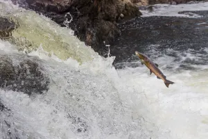 Atlantic salmon (Salmo salar) leaping up waterfall, Cairngorms National Park, Scotland, UK. October Atlantic salmon (Salmo salar) leaping up waterfall, Cairngorms National Park, Scotland, UK. October