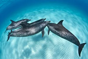 An Atlantic spotted dolphin (Stenella frontalis) rejoins its pod over a shallow sand bank An Atlantic spotted dolphin (Stenella frontalis) rejoins its pod over a shallow sand bank