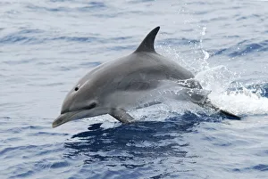 Atlantic spotted dolphin (Stenella frontalis) juvenile, without spots, porposing Atlantic spotted dolphin (Stenella frontalis) juvenile, without spots, porposing
