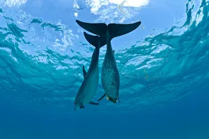 Two Atlantic spotted dolphins (Stenella frontalis) over a shallow sand bank Two Atlantic spotted dolphins (Stenella frontalis) over a shallow sand bank
