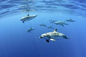 Atlantic spotted dolphins, (Stenella frontalis), Formigas Islet dive site Atlantic spotted dolphins, (Stenella frontalis), Formigas Islet dive site