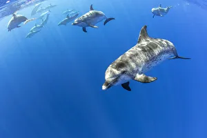 Atlantic spotted dolphins, (Stenella frontalis), Formigas Islet dive site Atlantic spotted dolphins, (Stenella frontalis), Formigas Islet dive site