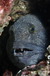 Atlantic wolf fish (Anarhichas lupus) in a rock crevice, St Abbs (St Abbs and Eyemouth Atlantic wolf fish (Anarhichas lupus) in a rock crevice, St Abbs (St Abbs and Eyemouth