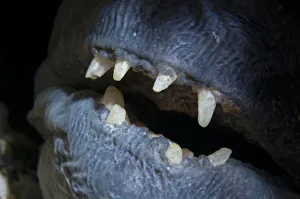 Atlantic wolffish (Anarhichas lupus) close-up of mouth, Saltstraumen, Bod, Norway Atlantic wolffish (Anarhichas lupus) close-up of mouth, Saltstraumen, Bod, Norway