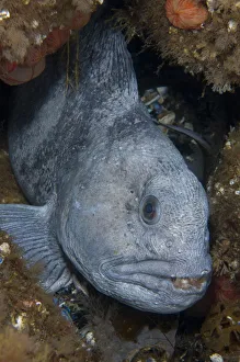 Atlantic wolffish (Anarhichas lupus) in hole between rocks, Saltstraumen, Bod, Norway Atlantic wolffish (Anarhichas lupus) in hole between rocks, Saltstraumen, Bod, Norway