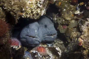 Two Atlantic wolffish (Anarhichas lupus) looking out of hole, Saltstraumen, Bod, Norway Two Atlantic wolffish (Anarhichas lupus) looking out of hole, Saltstraumen, Bod, Norway