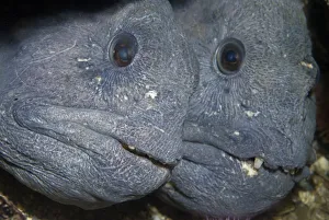 Two Atlantic wolffish (Anarhichas lupus) Saltstraumen, Bod, Norway, October 2008 Two Atlantic wolffish (Anarhichas lupus) Saltstraumen, Bod, Norway, October 2008