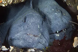 Two Atlantic wolffish (Anarhichas lupus) side by side, Saltstraumen, Bod, Norway Two Atlantic wolffish (Anarhichas lupus) side by side, Saltstraumen, Bod, Norway