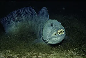 Atlantic wolffish {Anarrhichus lupus} Sognefjord, Norway Atlantic wolffish {Anarrhichus lupus} Sognefjord, Norway
