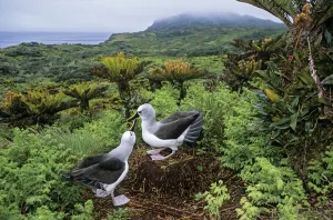 Atlantic yellow-nosed albatross (Thalassarche chlororhynchos) courtship display, Gough Island Atlantic yellow-nosed albatross (Thalassarche chlororhynchos) courtship display, Gough Island