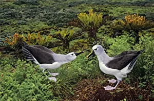 Atlantic yellow-nosed albatross (Thalassarche chlororhynchos) courtship display sequence Atlantic yellow-nosed albatross (Thalassarche chlororhynchos) courtship display sequence