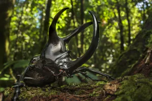 Atlas beetle / Three-horned rhinoceros beetle male (Chalcosoma sp Atlas beetle / Three-horned rhinoceros beetle male (Chalcosoma sp