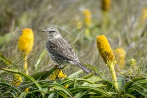 Auckland Island pipit (Anthus novaeseelandiae) perched amongst flowers Auckland Island pipit (Anthus novaeseelandiae) perched amongst flowers