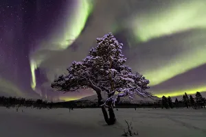 Aurora over lone pine tree in Abisko National Park, Abisko, North Sweden. February 2020 Aurora over lone pine tree in Abisko National Park, Abisko, North Sweden. February 2020