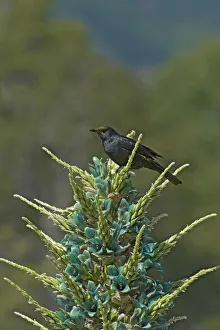 Austral blackbird (Curaeus curaeus) with pollen on head after nectaring on Blue puya Austral blackbird (Curaeus curaeus) with pollen on head after nectaring on Blue puya