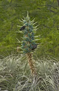 Austral blackbirds (Curaeus curaeus) and Austral thrush (Turdus falcklandii) nectaring Austral blackbirds (Curaeus curaeus) and Austral thrush (Turdus falcklandii) nectaring