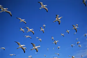Australian gannets in flight {Morus serrator} Australia Australian gannets in flight {Morus serrator} Australia