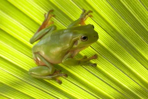 Australian green tree frog (Litoria caerulea) camouflaged on Palm leaf. Lake Argyle Australian green tree frog (Litoria caerulea) camouflaged on Palm leaf. Lake Argyle