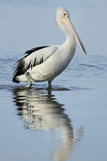 Australian pelican (Pelecanus conspicillatus), Kangaroo Island, South Australia Australian pelican (Pelecanus conspicillatus), Kangaroo Island, South Australia