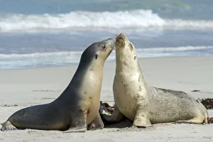 Australian sea lion (Neophoca cinerea), two females greeting each other on beach Australian sea lion (Neophoca cinerea), two females greeting each other on beach