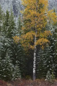 Autumn colours of the Aspen trees (Populus tremula) and conifers in the snow Autumn colours of the Aspen trees (Populus tremula) and conifers in the snow